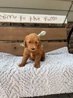 Oscar F1b, a male Goldendoodle for sale in Peculiar, MO – 3 of 5