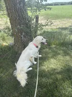 Koda, a female Golden Retriever and English Cream Golden Retriever for sale in Creighton, MO – 3 of 5