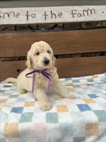 Amber, a female English Goldendoodle for sale in Creighton, MO – 4 of 4