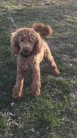Zoey, a female Goldendoodle for sale in Creighton, MO – 6 of 6