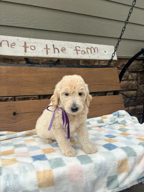 Amber – English Goldendoodle puppy for sale in Creighton, MO