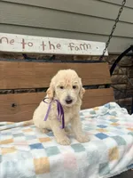 Amber, a female English Goldendoodle for sale in Creighton, MO – 1 of 4