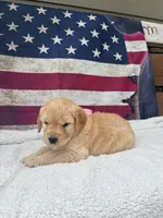 April F1, a female English Goldendoodle for sale in Creighton, MO – 2 of 6