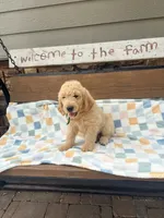 Hank, a male Goldendoodle for sale in Creighton, MO – 2 of 7