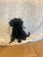 Smokey, a male Maltipoo for sale in Creighton, MO – 3 of 4