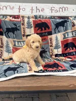 Bertha, a female Goldendoodle for sale in Creighton, MO – 2 of 4