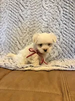 Marsha, a female Maltipoo for sale in Creighton, MO – 2 of 4