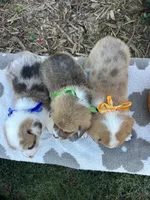 Bacon, a male Pembroke Welsh Corgi for sale in Creighton, MO – 4 of 5