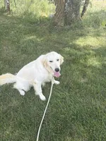 April F1, a female English Goldendoodle for sale in Creighton, MO – 5 of 6