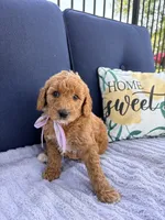 Winnie F1b Mini, a female Goldendoodle for sale in Creighton, MO – 2 of 4