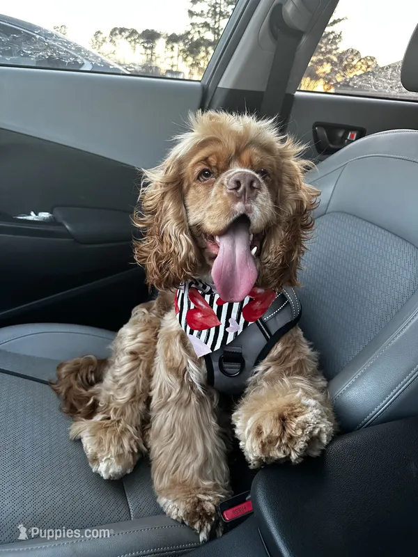 Goose – English Cocker Spaniel puppy for sale in Troy, AL