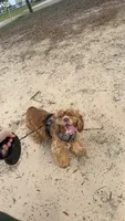 Goose, a male English Cocker Spaniel for sale in Troy, AL – 2 of 3