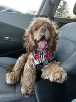 Goose, a male English Cocker Spaniel for sale in Troy, AL – 3 of 3