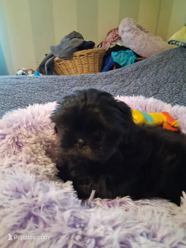 Rocky – Shih Tzu puppy for sale in Montgomery, LA