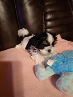 Cody, a male Shih Tzu for sale in Montgomery, LA – 2 of 3