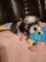 Preston, a male Shih Tzu for sale in Montgomery, LA – 1 of 3