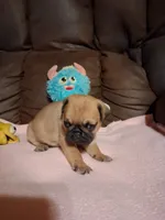 Thor, a male Pug for sale in Montgomery, LA – 3 of 3