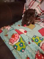 Daisy, a female Shih Tzu for sale in Montgomery, LA – 2 of 3