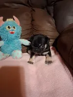Zues, a male Pug for sale in Montgomery, LA – 3 of 3