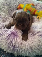 Emma, a female Shih Tzu for sale in Montgomery, LA – 3 of 3