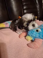 Hunter, a male Shih Tzu for sale in Montgomery, LA – 2 of 3
