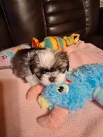 Hunter, a male Shih Tzu for sale in Montgomery, LA – 3 of 3
