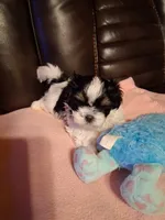 Duke, a male Shih Tzu for sale in Montgomery, LA – 3 of 3