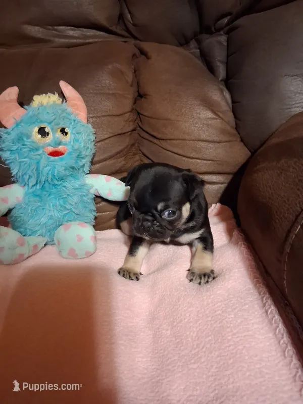Zues – Pug puppy for sale in Montgomery, LA