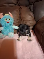 Zues, a male Pug for sale in Montgomery, LA – 1 of 3
