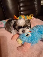Preston, a male Shih Tzu for sale in Montgomery, LA – 2 of 3