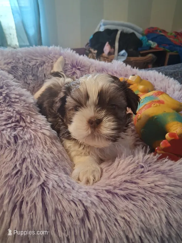 Levi – Shih Tzu puppy for sale in Montgomery, LA