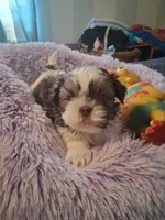 Levi, a male Shih Tzu for sale in Montgomery, LA – 1 of 3