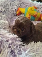 Rosie, a female Shih Tzu for sale in Montgomery, LA – 2 of 3