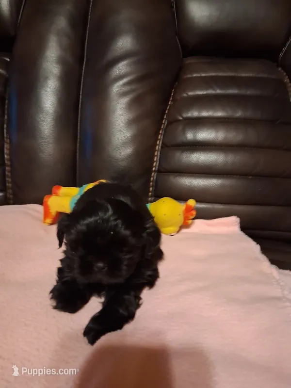 Liky – Shih Tzu puppy for sale in Montgomery, LA