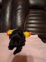 Liky, a female Shih Tzu for sale in Montgomery, LA – 1 of 2