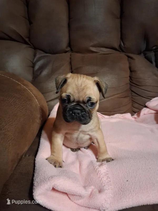Hulk – Pug puppy for sale in Montgomery, LA