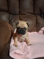 Hulk, a male Pug for sale in Montgomery, LA – 1 of 4