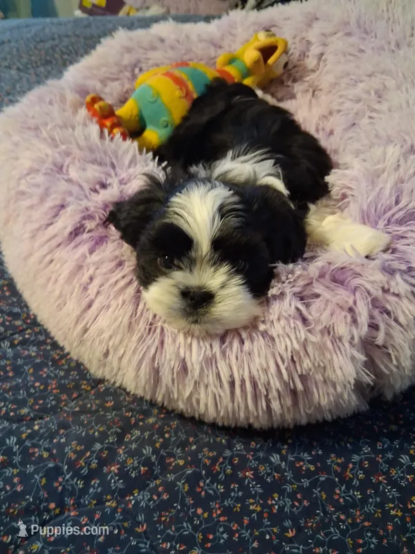 Duke – Shih Tzu puppy for sale in Montgomery, LA