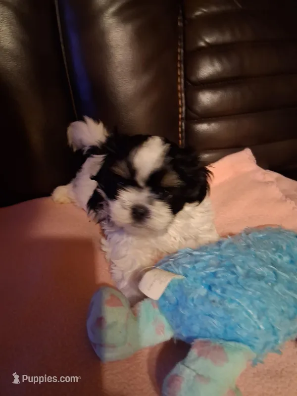 Duke – Shih Tzu puppy for sale in Montgomery, LA