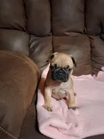 Hulk, a male Pug for sale in Montgomery, LA – 2 of 4