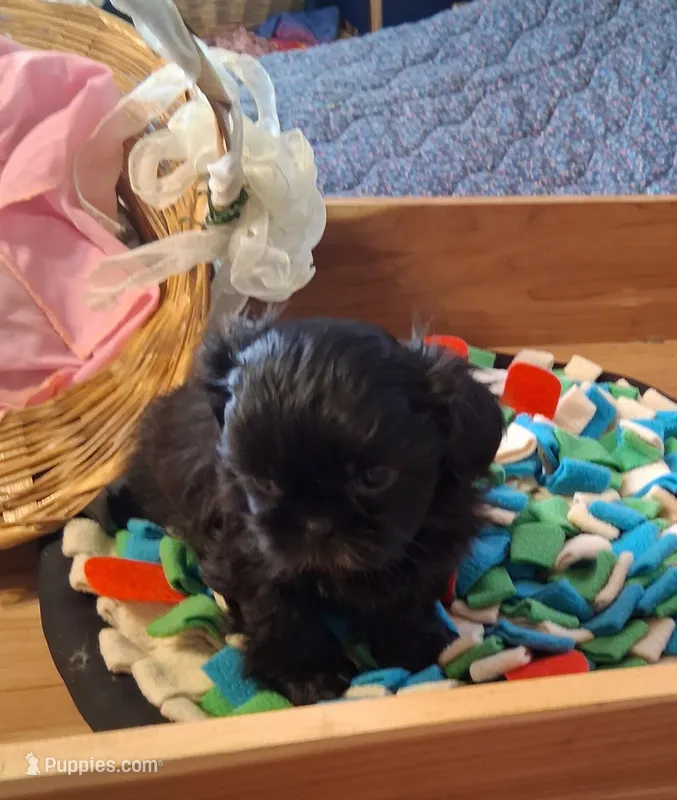 Sophie – Shih Tzu puppy for sale in Montgomery, LA