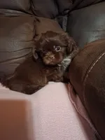 Georgia, a female Shih Tzu for sale in Montgomery, LA – 1 of 3