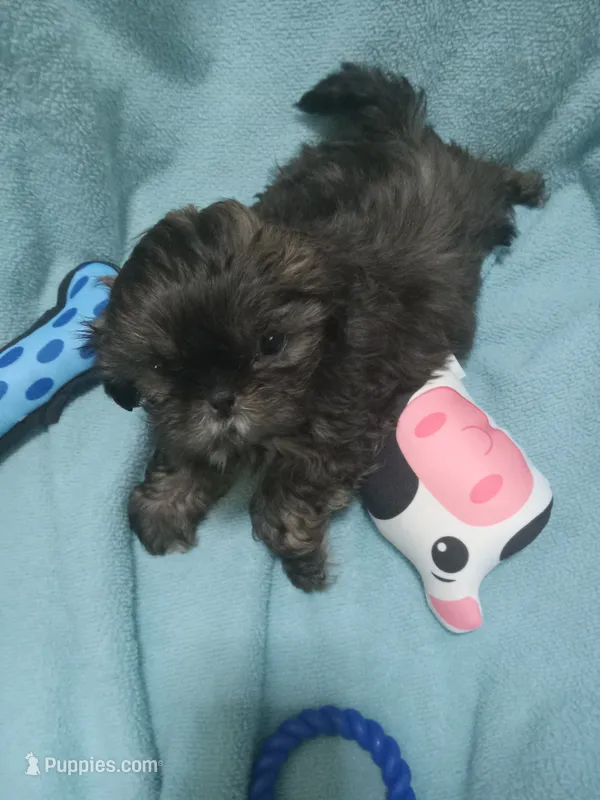 Rocky – Shih Tzu puppy for sale in Montgomery, LA