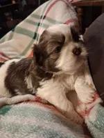 Cody , a male Shih Tzu for sale in Montgomery, LA – 2 of 3