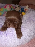 Max, a male Shih Tzu for sale in Montgomery, LA – 2 of 3