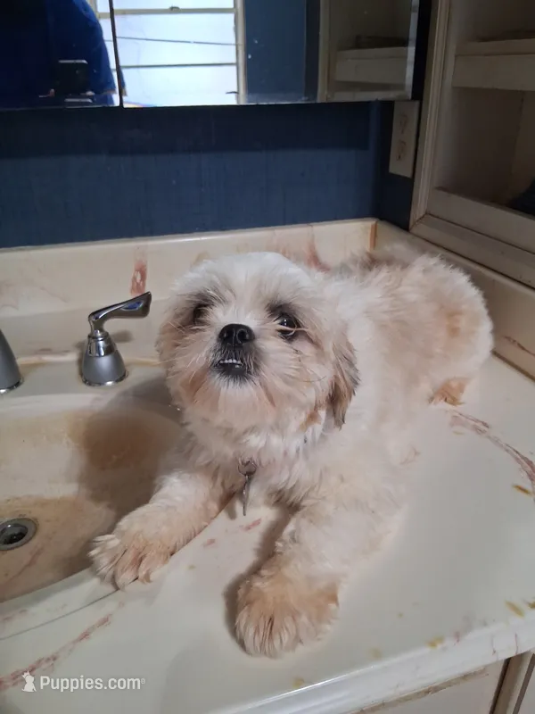 Chelsea – Shih Tzu puppy for sale in Montgomery, LA