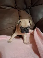 Diesel, a male Pug for sale in Montgomery, LA – 3 of 3