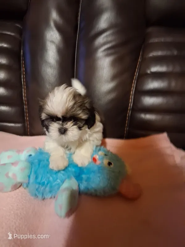 Toby – Shih Tzu puppy for sale in Montgomery, LA