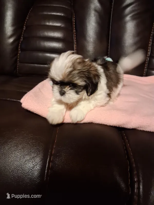 Toby – Shih Tzu puppy for sale in Montgomery, LA