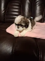 Toby, a male Shih Tzu for sale in Montgomery, LA – Photo 1 of 2